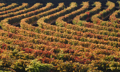 Rias Baixas DO